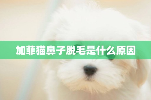 加菲貓鼻子脫毛是什么原因