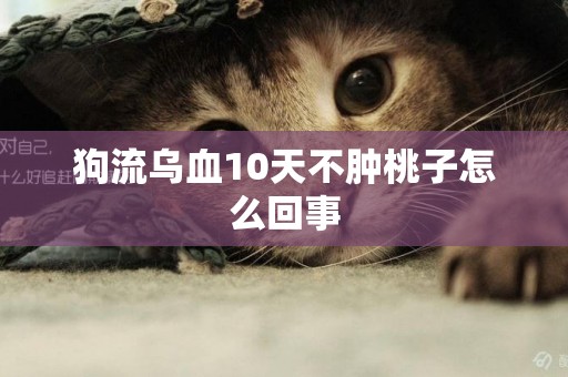 狗流烏血10天不腫桃子怎么回事