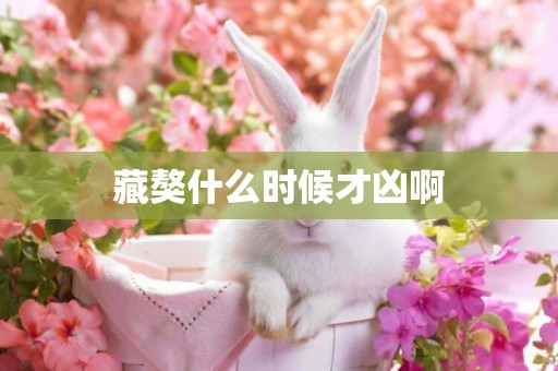 藏獒什么時候才兇啊