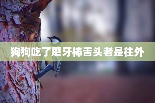 狗狗吃了磨牙棒舌頭老是往外