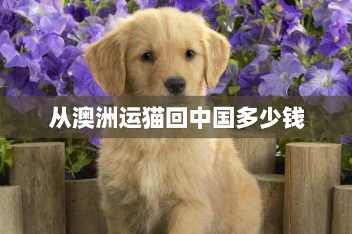 從澳洲運貓回中國多少錢