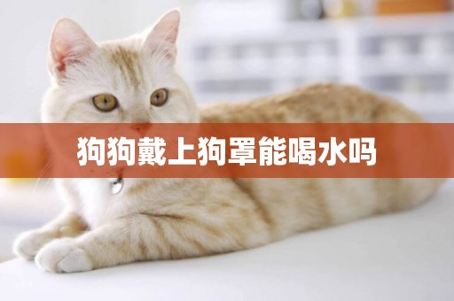 狗狗戴上狗罩能喝水嗎