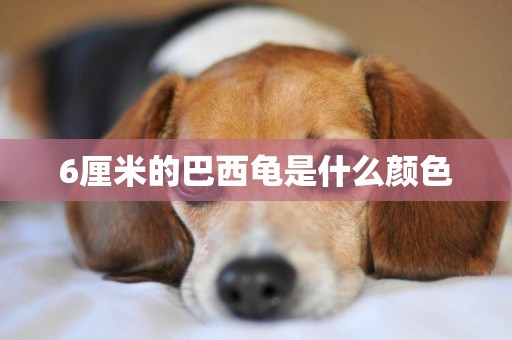 6厘米的巴西龜是什么顏色