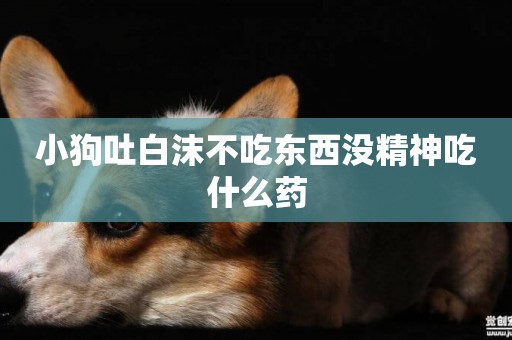 小狗吐白沫不吃東西沒精神吃什么藥