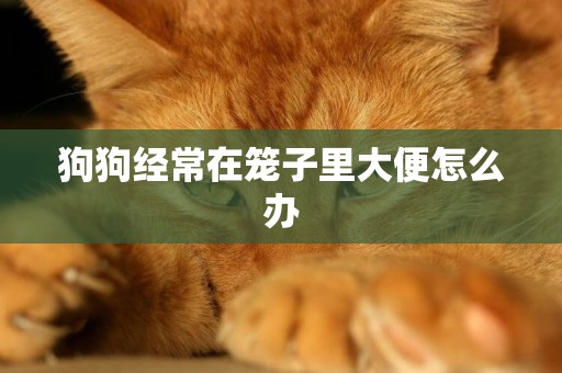 狗狗經常在籠子里大便怎么辦