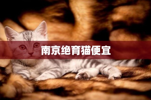 南京絕育貓便宜