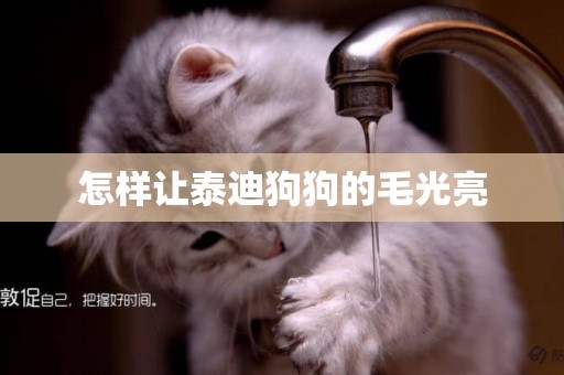 怎樣讓泰迪狗狗的毛光亮