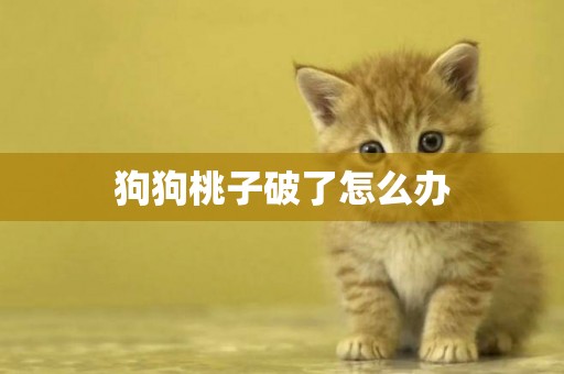 狗狗桃子破了怎么辦