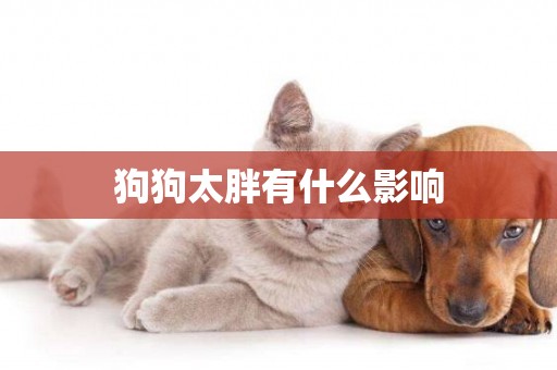 狗狗太胖有什么影響