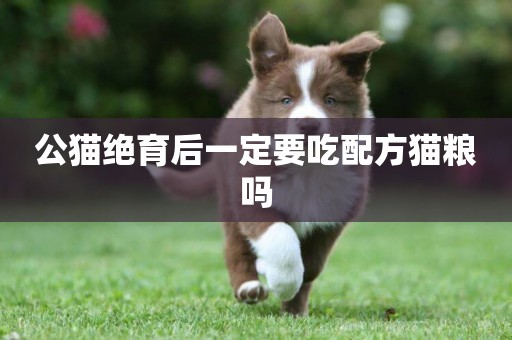 公貓絕育后一定要吃配方貓糧嗎