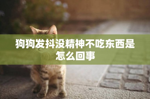 狗狗發抖沒精神不吃東西是怎么回事