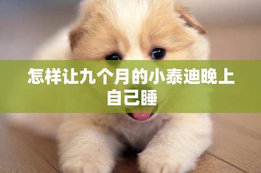 怎樣讓九個月的小泰迪晚上自己睡