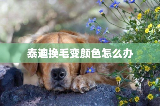 泰迪換毛變顏色怎么辦