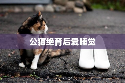 公貓絕育后愛睡覺