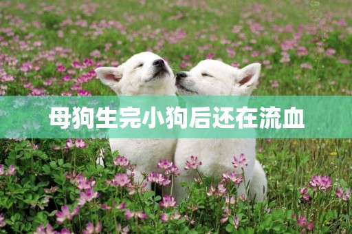 母狗生完小狗后還在流血