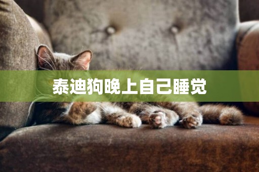 泰迪狗晚上自己睡覺