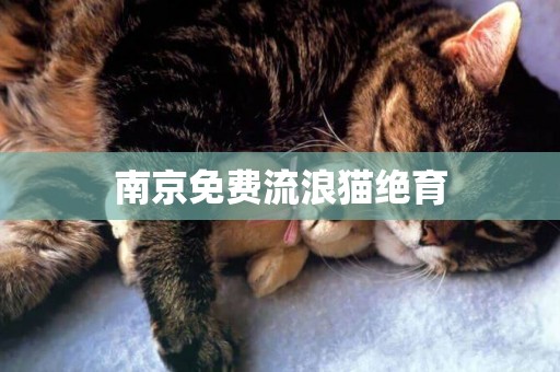 南京免費流浪貓絕育