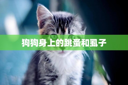 狗狗身上的跳蚤和虱子