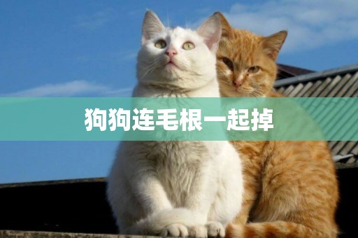 狗狗連毛根一起掉