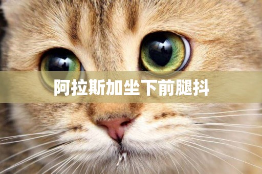阿拉斯加坐下前腿抖