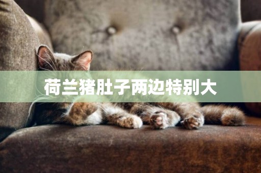 荷蘭豬肚子兩邊特別大