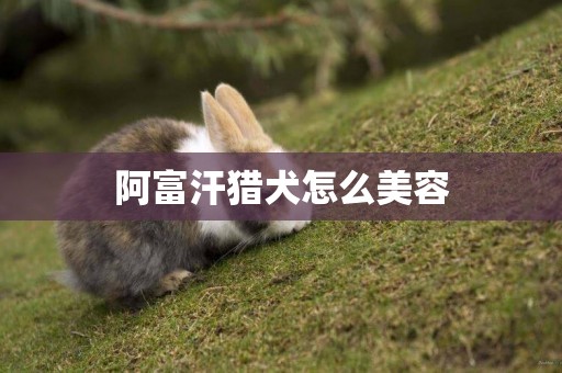 阿富汗獵犬怎么美容