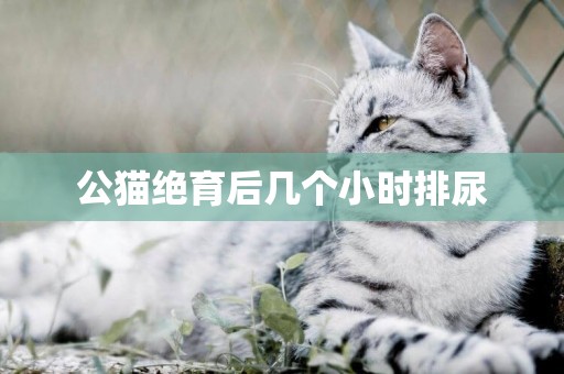 公貓絕育后幾個小時排尿