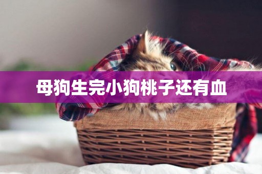 母狗生完小狗桃子還有血