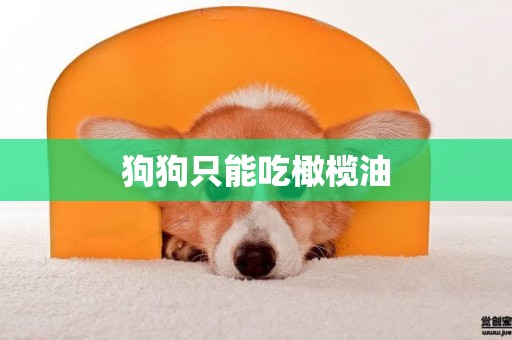 狗狗只能吃橄欖油
