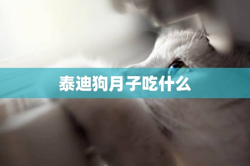 泰迪狗月子吃什么