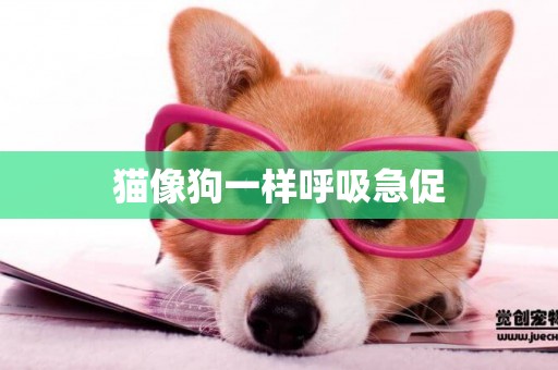貓像狗一樣呼吸急促