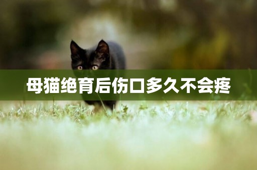 母貓絕育后傷口多久不會疼