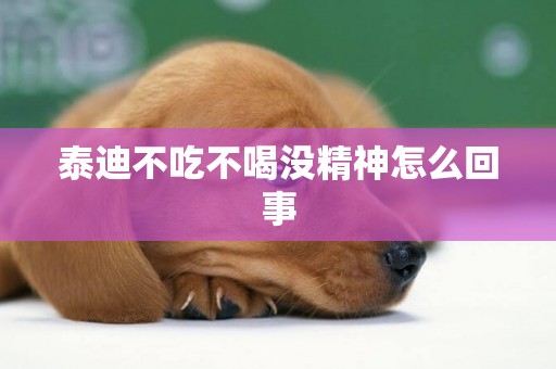 泰迪不吃不喝沒精神怎么回事