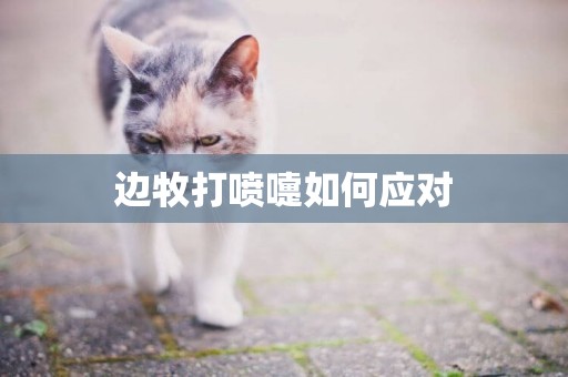 邊牧打噴嚏如何應對
