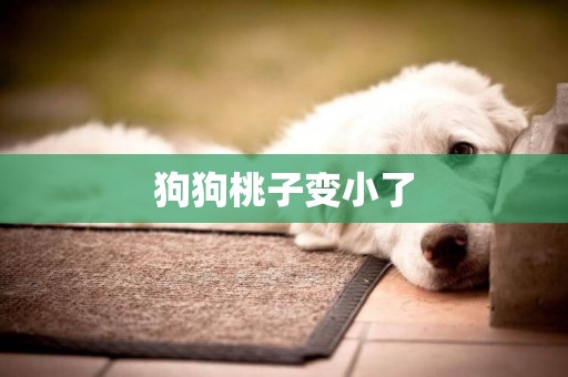 狗狗桃子變小了