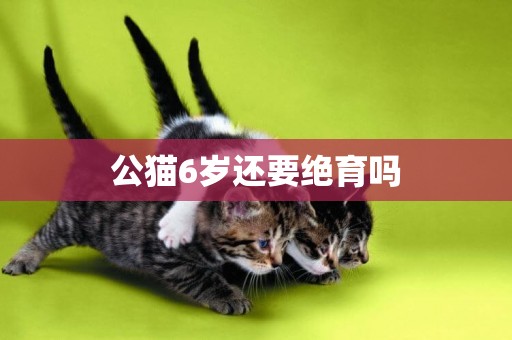 公貓6歲還要絕育嗎