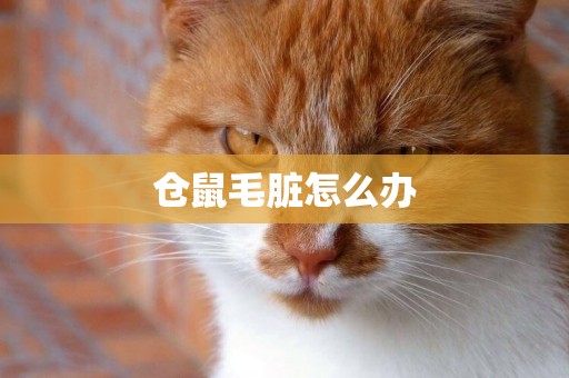 倉鼠毛臟怎么辦