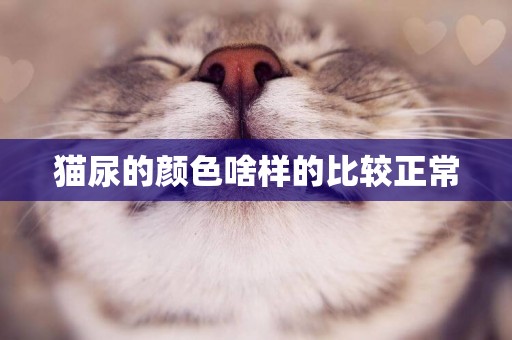 貓尿的顏色啥樣的比較正常