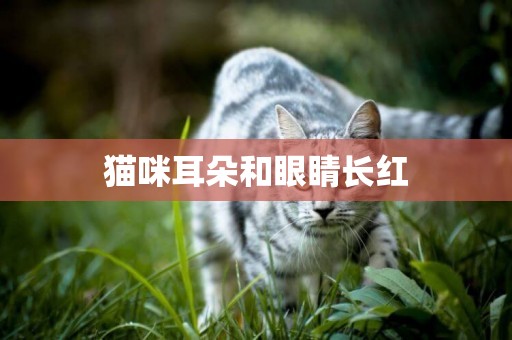 貓咪耳朵和眼睛長紅