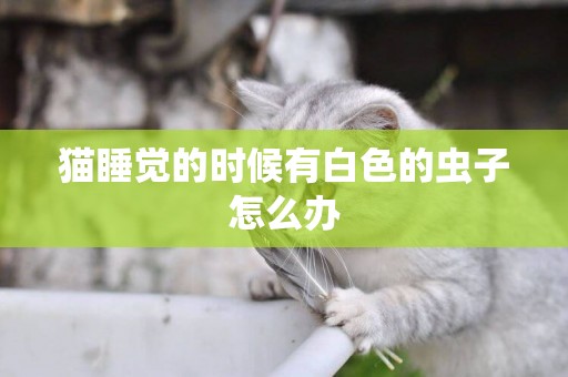 貓睡覺的時候有白色的蟲子怎么辦