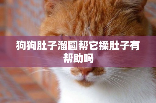 狗狗肚子溜圓幫它揉肚子有幫助嗎