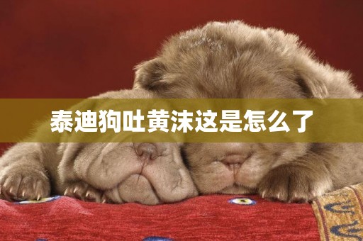 泰迪狗吐黃沫這是怎么了