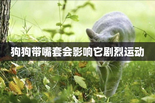 狗狗帶嘴套會影響它劇烈運動