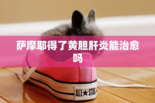 薩摩耶得了黃膽肝炎能治愈嗎