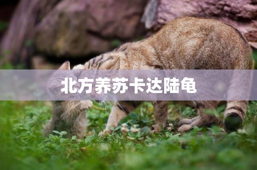 北方養蘇卡達陸龜