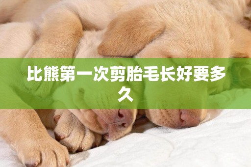 比熊第一次剪胎毛長好要多久