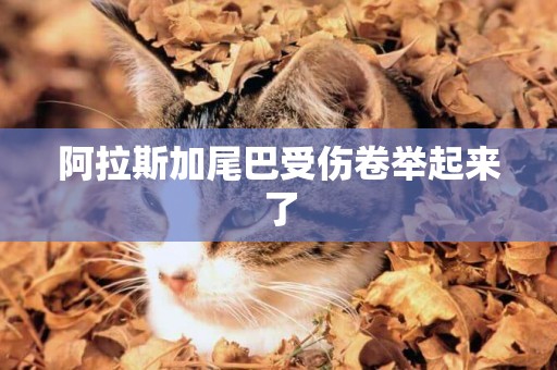 阿拉斯加尾巴受傷卷舉起來了