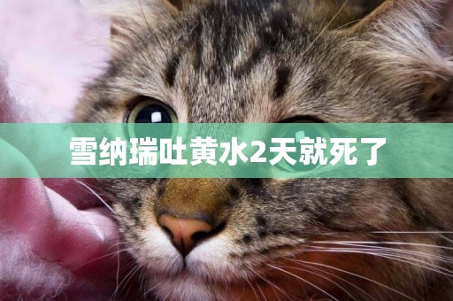 雪納瑞吐黃水2天就死了