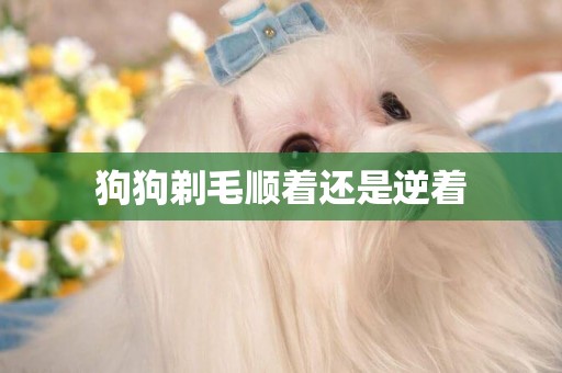 狗狗剃毛順著還是逆著