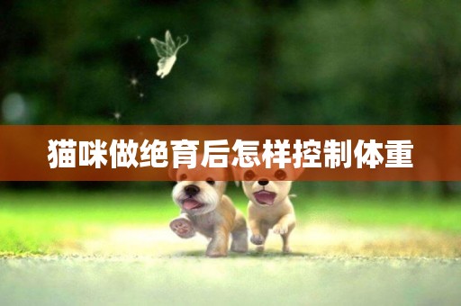 貓咪做絕育后怎樣控制體重